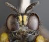 Crabro peltatus